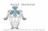 Axial Skeleton. Vertebral Column/ Spine supports the skull /transfers weight Structure: 26 irregular bones (33 pre-birth) 7 cervical 12 thoracic 5 lumbar.