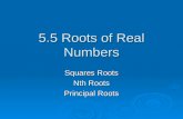 5.5 Roots of Real Numbers Squares Roots Nth Roots Principal Roots.