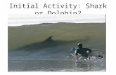 Initial Activity: Shark or Dolphin?. Types of Attacks Scientists have defined two types of shark attacks, one of which has three subcategories: Provoked.