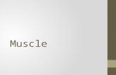 Muscle. SKELETAL MUSCLE Transverse Cut A B C D A: Epimysium B: Perimysium C: Endomysium D: Fascicle.