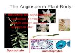 The Angiosperm Plant Body Structure and development –Formation of embryo –Mature embryo and seed –Embryo to adult.