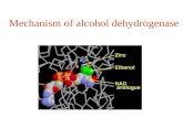 Mechanism of alcohol dehydrogenase. General Information on ADH Alcohol Dehydrogenase belongs to the oxidoreductase family of enzymes. ADH is found in.