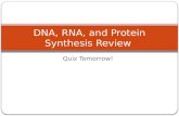 Quiz Tomorrow! DNA, RNA, and Protein Synthesis Review.