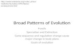 Broad Patterns of Evolution Fossils Speciation and Extinction Gene sequence and regulation change cause major change in body plans Goals of evolution .