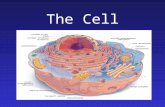 The Cell. Cells are Us—Nothing to Write Cilia on a protozoan. Sperm meets egg.