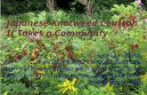 Japanese Knotweed Control: It Takes a Community Leslie Kuhn Field Projects Coordinator Mid-Michigan Stewardship Initiative .