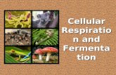 Cellular Respiration and Fermentation. Okay…some basics: Write this down 100,000 times: ALL LIVING THINGS UNDERGO SOME FORM OF CELLULAR RESPIRATION.