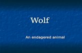 Wolf An endagered animal. Sorts of wolf Gray wolf Gray wolf Black wolf Black wolf Brown wolf Brown wolf Polar wolf Polar wolf.