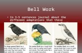 Bell Work In 3-5 sentences journal about the different adaptations that these finches have and how do they help them survive?