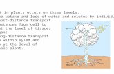 Transport in plants occurs on three levels: (1) the uptake and loss of water and solutes by individual cells (2) short-distance transport of substances.