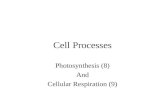 Cell Processes Photosynthesis (8) And Cellular Respiration (9)