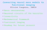 Connecting neural mass models to functional imaging Olivier Faugeras, INRIA ● Basic neuroanatomy Basic neuroanatomy ● Neuronal circuits of the neocortex.
