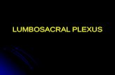 LUMBOSACRAL PLEXUS. Lumbosacral Plexus Components: Components: Lumbar plexus: L1--L4. Lumbosacral trunk: L4—L5. Sacral plexus: S1—S4.
