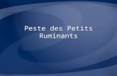Peste des Petits Ruminants. Overview Organism Economic Impact Epidemiology Transmission Clinical Signs Diagnosis and Treatment Prevention and Control.