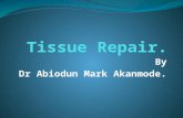 By Dr Abiodun Mark Akanmode.. Introduction. The body's ability to replace injured or dead cells and to repair tissues after inflammation is critical to.