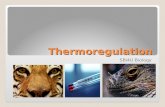 Thermoregulation SBI4U Biology. Controlling Body Temperature Homeothermy “Same Temperature” Endotherm Mammals, Birds Metabolically costly! Large caloric.