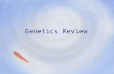 Genetics Review. Who established modern Genetics? (aka Father of Genetics) Gregor Mendel.