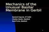 1 Mechanics of the Unusual Basilar Membrane in Gerbil Santosh Kapuria, IIT Delhi Charles Steele, Stanford Sunil Puria, Stanford.