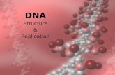 DNA Structure & Replication 1 2 3 DNA DNA.DNA is often called the blueprint of life. In simple terms, DNA contains the instructions for making proteins.