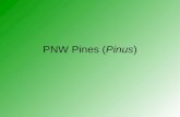 PNW Pines (Pinus). Pines About 115 species Native to most of the Northern Hemisphere Evergreen, coniferous Mostly trees, rarely bushes 3-80m tall Tallest.
