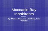 Moccasin Bay Inhabitants By: Melissa Macabeo, Lily Alsept, Kyle Webster (Biology)
