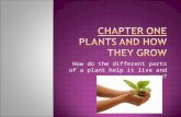 How do the different parts of a plant help it live and grow?