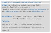 Antigens, Immunogens, Epitopes, and Haptens: Antigen: a molecule or part of a molecule that is recognized by the immune system. The term is associated.