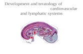 Development and teratology of cardiovascular and lymphatic systems.