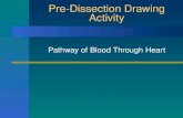 Pre-Dissection Drawing Activity Pathway of Blood Through Heart.