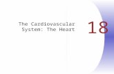 18 The Cardiovascular System: The Heart. Heart Anatomy  Approximately the size of your fist  Location  Superior surface of diaphragm  Left of the.