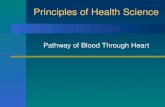 Principles of Health Science Pathway of Blood Through Heart.