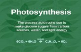 Photosynthesis The process autotrophs use to make glucose sugars from carbon sources, water, and light energy 6CO 2 + 6H 2 O  C 6 H 12 O 6 + 6O 2 sunlight.