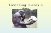 Comparing Humans & Apes. Why Bipedalism? Chimpanzees & bipedalism Chimpanzees use a variety of postures. Their main mode of slow locomotion on the ground.