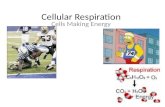 Cellular Respiration Cells Making Energy. Cellular Respiration 1. What is the equation for cellular respiration? 2. In what cell structure does cellular.