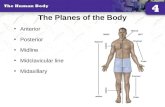 The Planes of the Body Anterior Posterior Midline Midclavicular line Midaxillary.