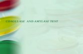 COAGULASE AND AMYLASE TEST. INTRODUCTION Coagulase test is one of the biochemical tests. It is very important test in the microbiology. The coagulase.