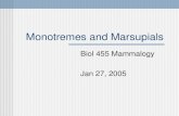 Monotremes and Marsupials Biol 455 Mammalogy Jan 27, 2005.