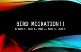 BIRD MIGRATION!! By Kaleb K., Katie B., Katie J., Maddy H., Jacob G.