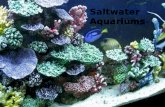 Saltwater Aquariums. The essential items for your tank.