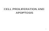 1 CELL PROLIFERATION AND APOPTOSIS. 2 Overview In this session we will deal with cell proliferation, apoptosis, repair, regeneration and how these relate.