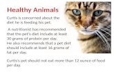 Curtis is concerned about the diet he is feeding his pet. A nutritionist has recommended that the pet’s diet include at least 30 grams of protein per day.