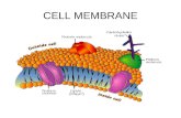 CELL MEMBRANE. Cell Boundaries liquid environment Every cell is surrounded by a liquid environment liquid inside and has a liquid inside Two types of.