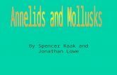 By Spencer Raak and Jonathan Lowe. Mollusks include a variety of invertebrates such as clams, octopuses, squid, snails, and slugs. The word mollusk comes.
