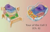 Tour of the Cell 3 (Ch. 6) Cells gotta work to live! What jobs do cells have to do? – make proteins proteins control every cell function – make energy.