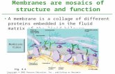 A membrane is a collage of different proteins embedded in the fluid matrix of the lipid bilayer. Membranes are mosaics of structure and function Copyright.