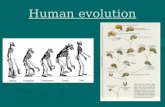 Human evolution. Human family tree Humans, Homo sapiens, are primatesHumans, Homo sapiens, are primates Homo sapiens are members of the hominid groupHomo.