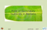 Role of Secondary Nutrients in Banana. Secondary Nutrients  Calcium  Magnesium  Sulphur Role of Secondary Nutrients in Banana.
