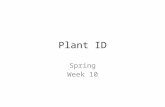 Plant ID Spring Week 10. Pyrus calleryana ‘Bradford’ Habit: Deciduous Growth Rate: Rapid Height: 20 to 40' Width:20 to 30‘ Leaf: 1.5 to 3" alternate,