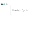 Cardiac Cycle. Cardiac cycle - introduction Activity of the heart Electrical events Initiation of the depolarisation Conduction of depolarisation repolarisation.