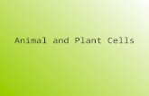 Animal and Plant Cells. Animal vs. Plant Cell AnimalPlant.